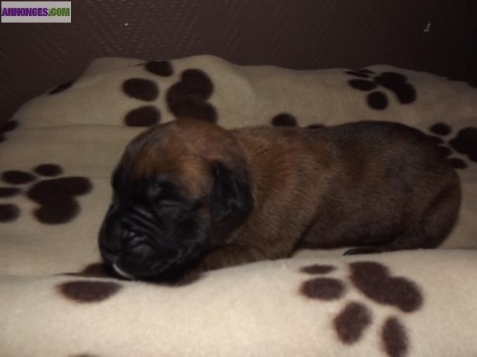 CHIOTS TYPE BOXER NON LOFT