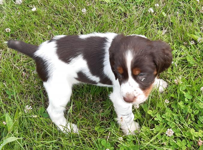 Vds chiots springer spaniel