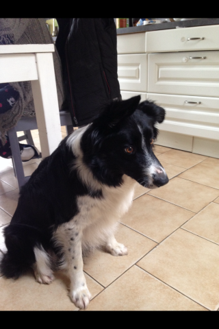 Border collie