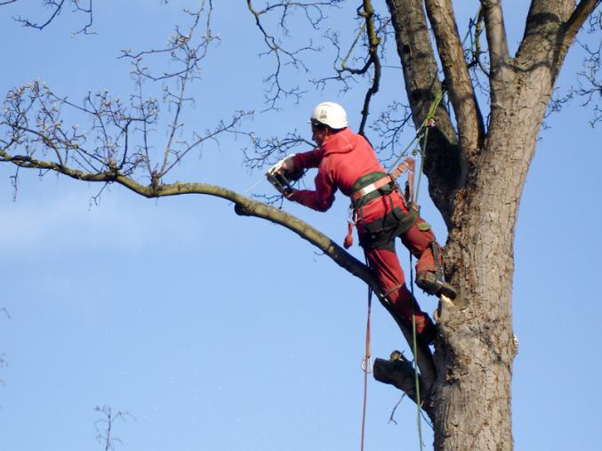 Jardinage, élagage , taillage