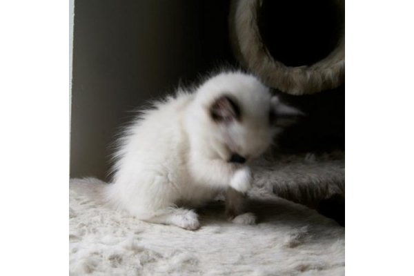 Chatons ragdoll pour adoption