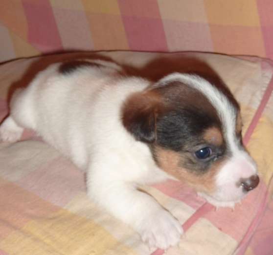 Magnifiques Chiots Jack Russell Terrier