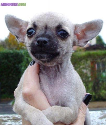 Vends pure race chiot Chihuahua.
