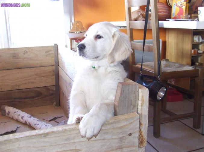 Golden retriever non lof