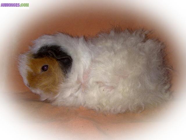 Cochons d'inde d'élevage ou pour compagnie