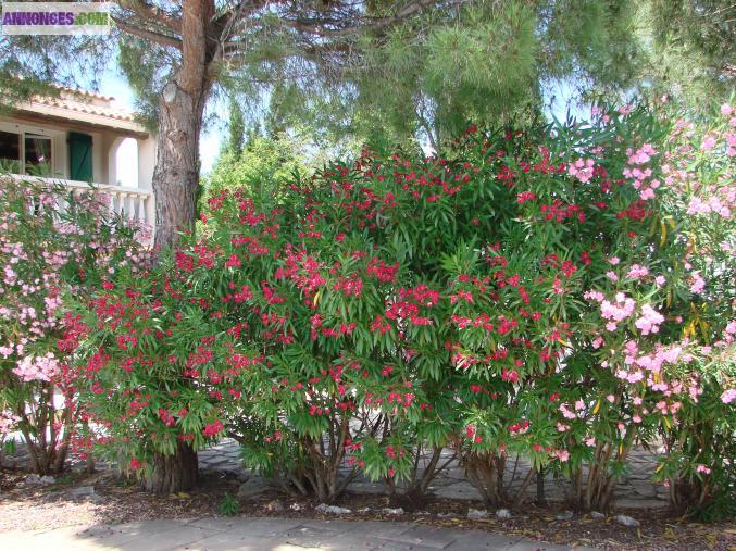 Calme absolu pour cette maison 167m2 sur 2400m2 en option 1ha en plus!