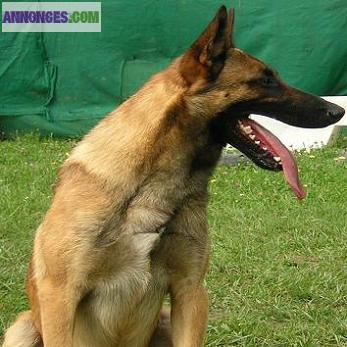 Chiots malinois LOF