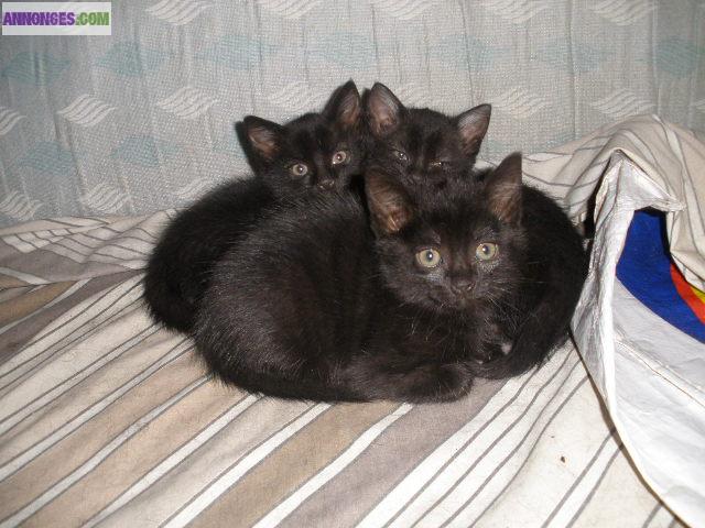 Chaton noir Européen