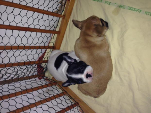 Chiot bouledogue francais