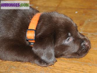 Chiots Labrador LOF