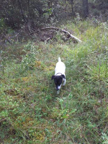 Jack russel pour saillie