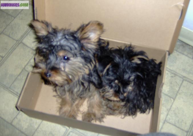 2 CHIOTS TYPE YORKSHIRE