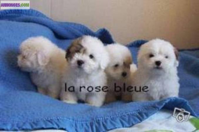 Type  magnifique chihuahua non lof