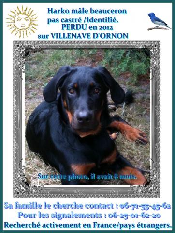 Beauceron perdu en France