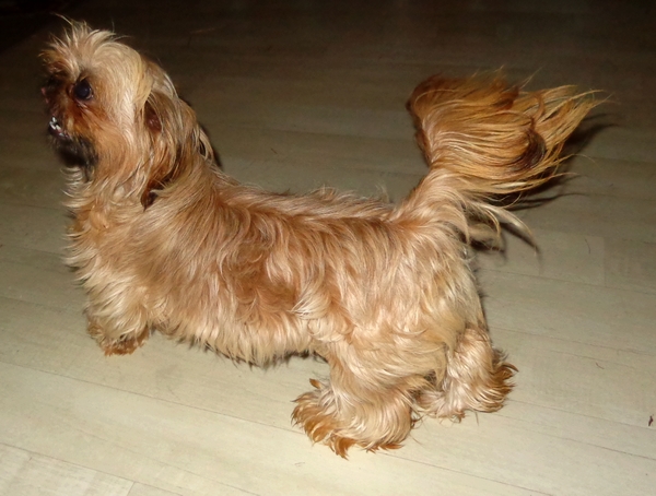  A réserver shih tzu de parents lof