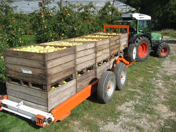 Cueillette, Emploi Saisonnier, Job d'Été