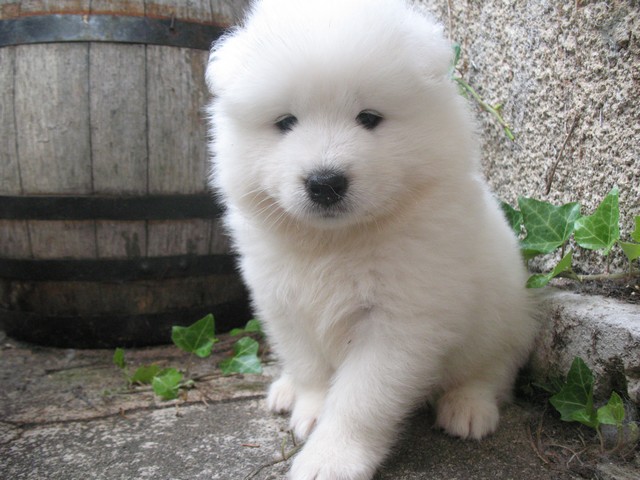Chiots SAMOYEDE à réserver