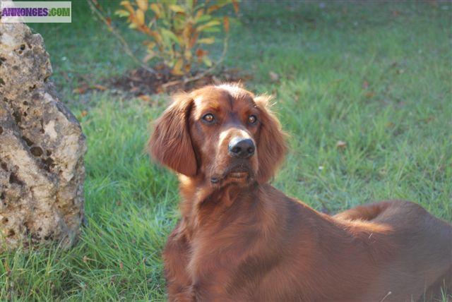 Chiot Setter irlandais