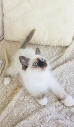 Chaton Sacré De Birmanie à Donner
