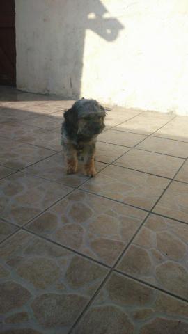 Donne chien type caniche