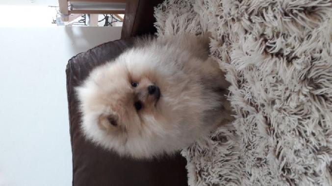 Chiots Spitz Nain