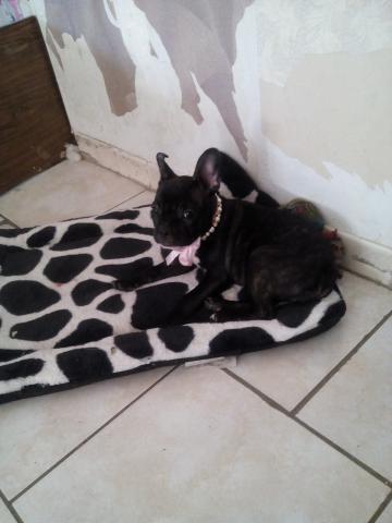 Bouledogue français femelle