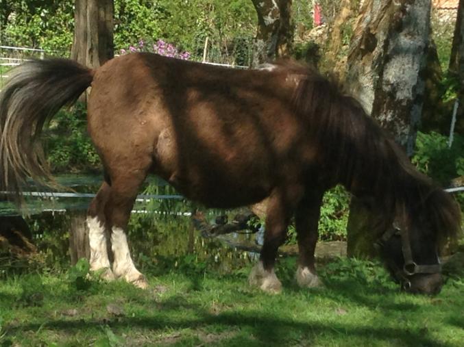 2 mini shetlands adultes 70 et 78 cm