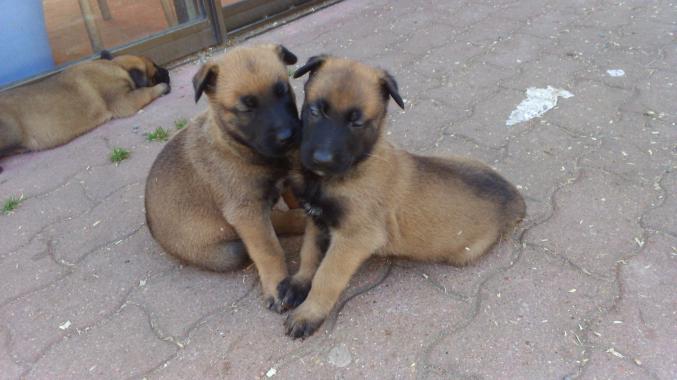 à réserver berger belge malinois