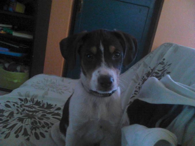 Chien croiser Jack Russell 