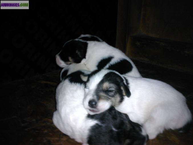 Chiots fox à poil lisse