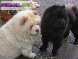 Superbes chiots chow chow