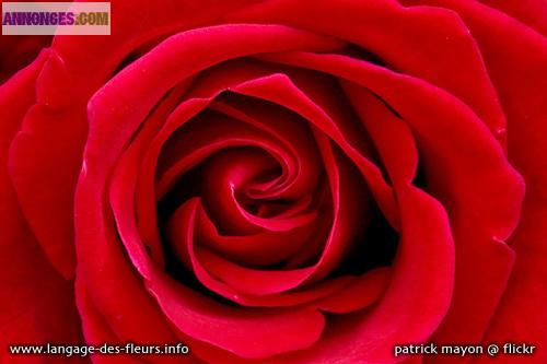 Répondre à des sondages pour gagner 500 euros et plus par mois