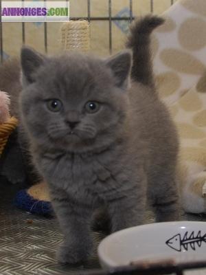 Super chaton britanique