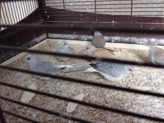 Mandarin ,collombe diamants