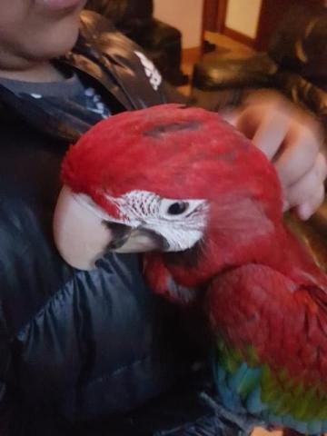 Magnifique perroquet ara macao (ara rouge)