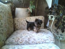 Chiot type yorkshiere