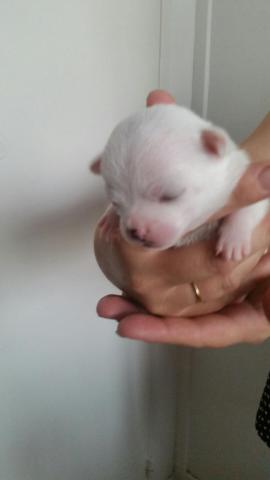 A vendre bébé chihuahua