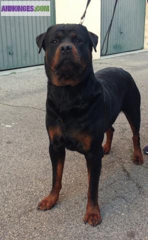 Saillie rottweiler lof