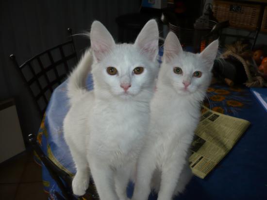 Chatons angora turc loof