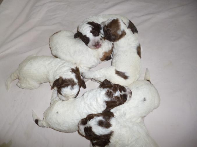 Magnifique portée de 8 petits Lagotto Romagnolo