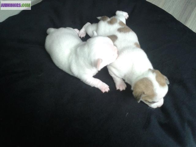 Deux Femelles Chihuahua