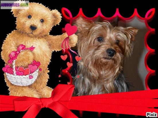 Yorkire terrier non lof