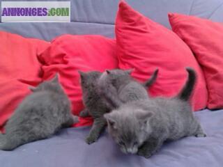 Adorables chartreux loof disponibles