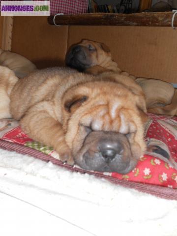 Sharpei