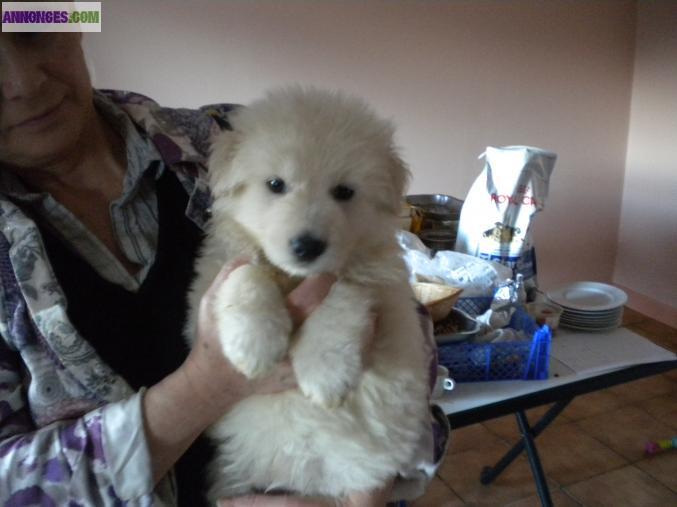 Chiots berger blanc poils longs