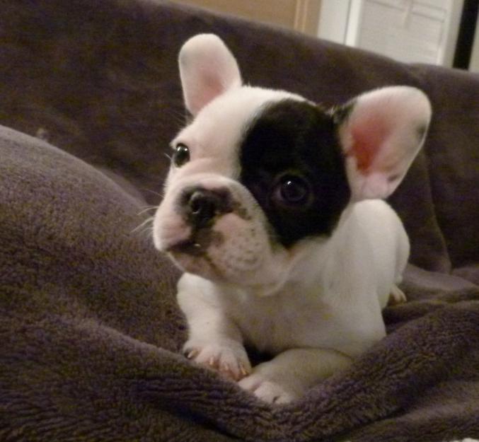 A donner adorable chiots bouledog francais pour Noel