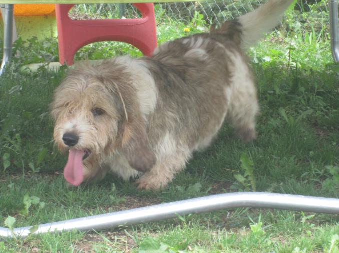 Petit basset griffon vendéen