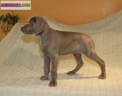 Chiot femelle braque de Weimar LOF :