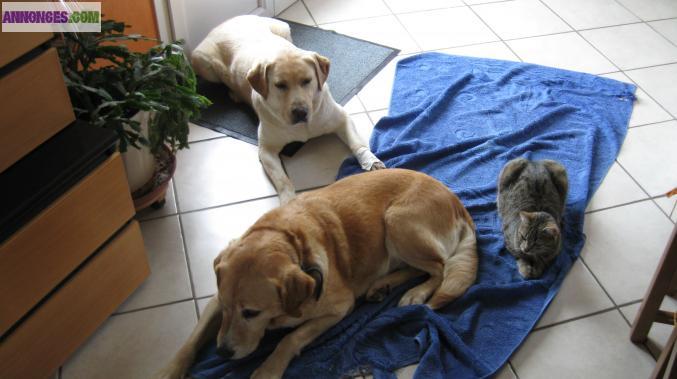 Pension familiale pour chiens et chats + éducation canine