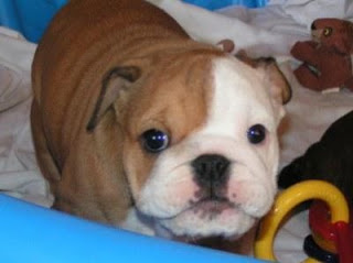 Bébés bouledogues anglais Disponible de couleur blanche et marrons